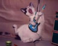 /album/nog-meer-grappige-plaatjes1/rockende-kat-jpg2/